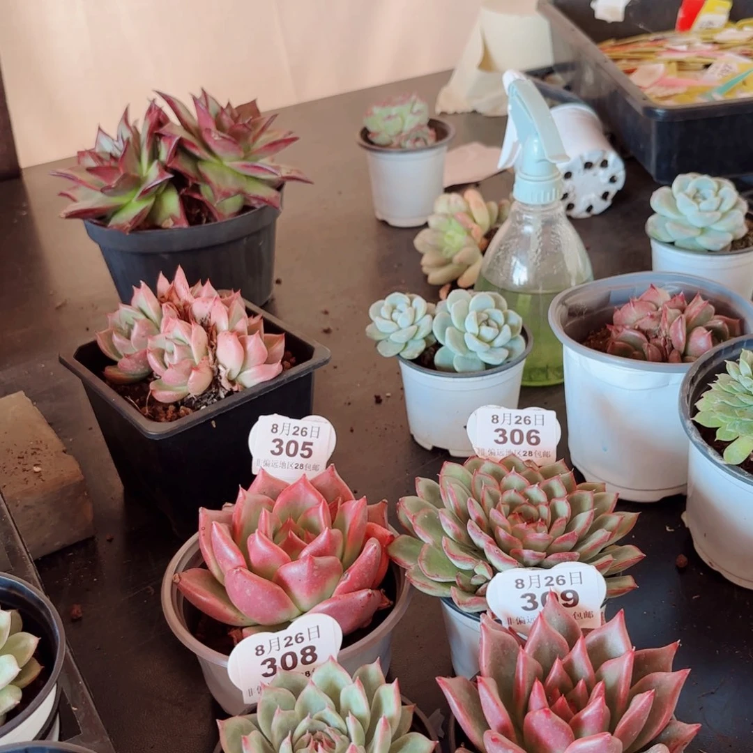 云南省红河地区123456789