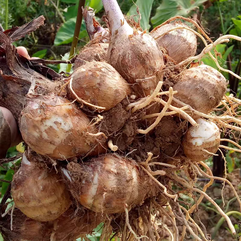 新鲜现挖芋头粉糯