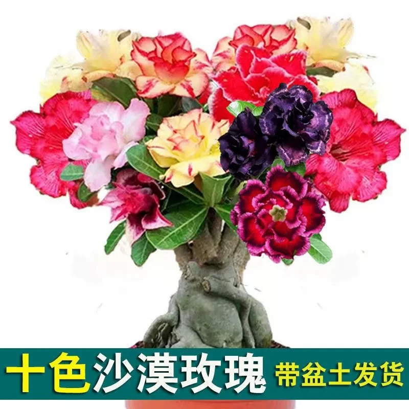 重瓣经典沙漠玫瑰苗四季开花基地直销可爱室外盆栽易打理净化空气