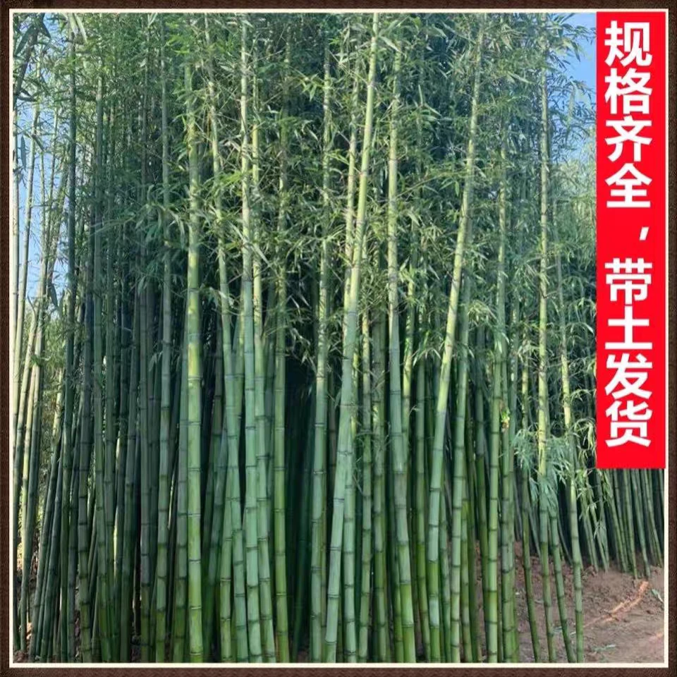 大型竹苗苗毛竹苗绿化竹苗耐寒竹苗