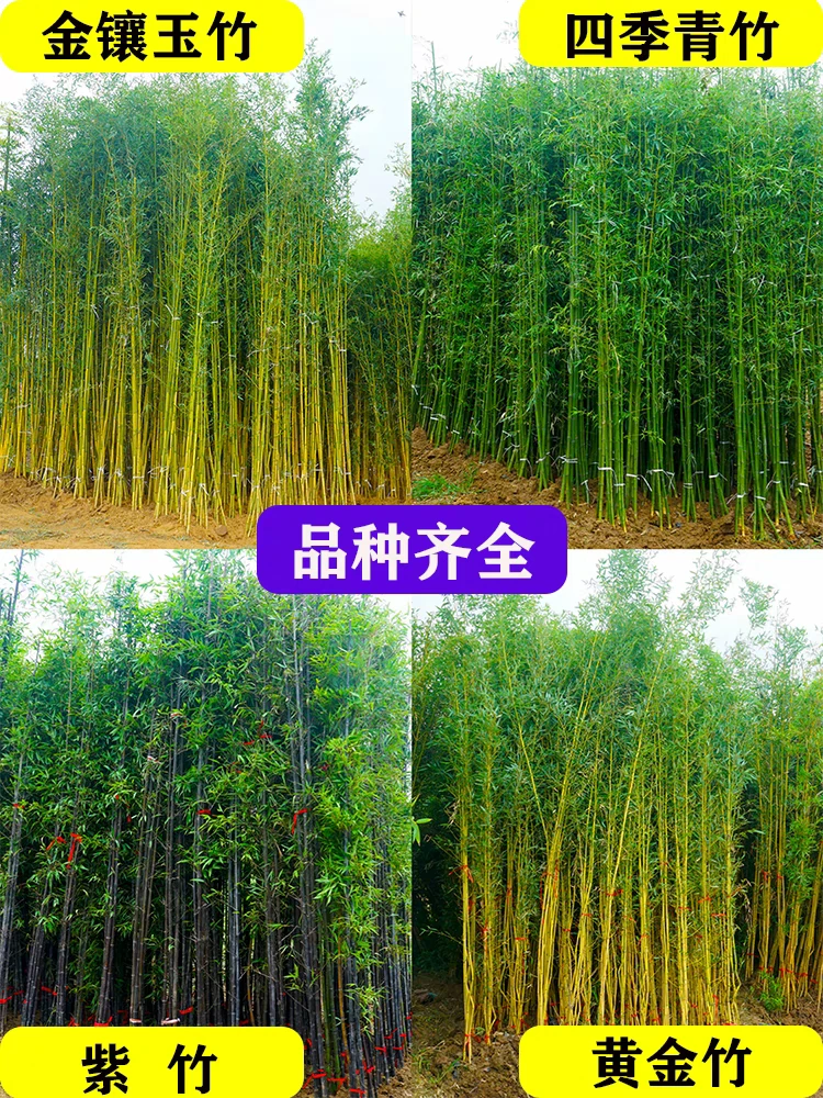 《量大从优》紫竹罗汉竹青竹黄金竹金镶玉竹庭院竹四季常青耐寒地栽