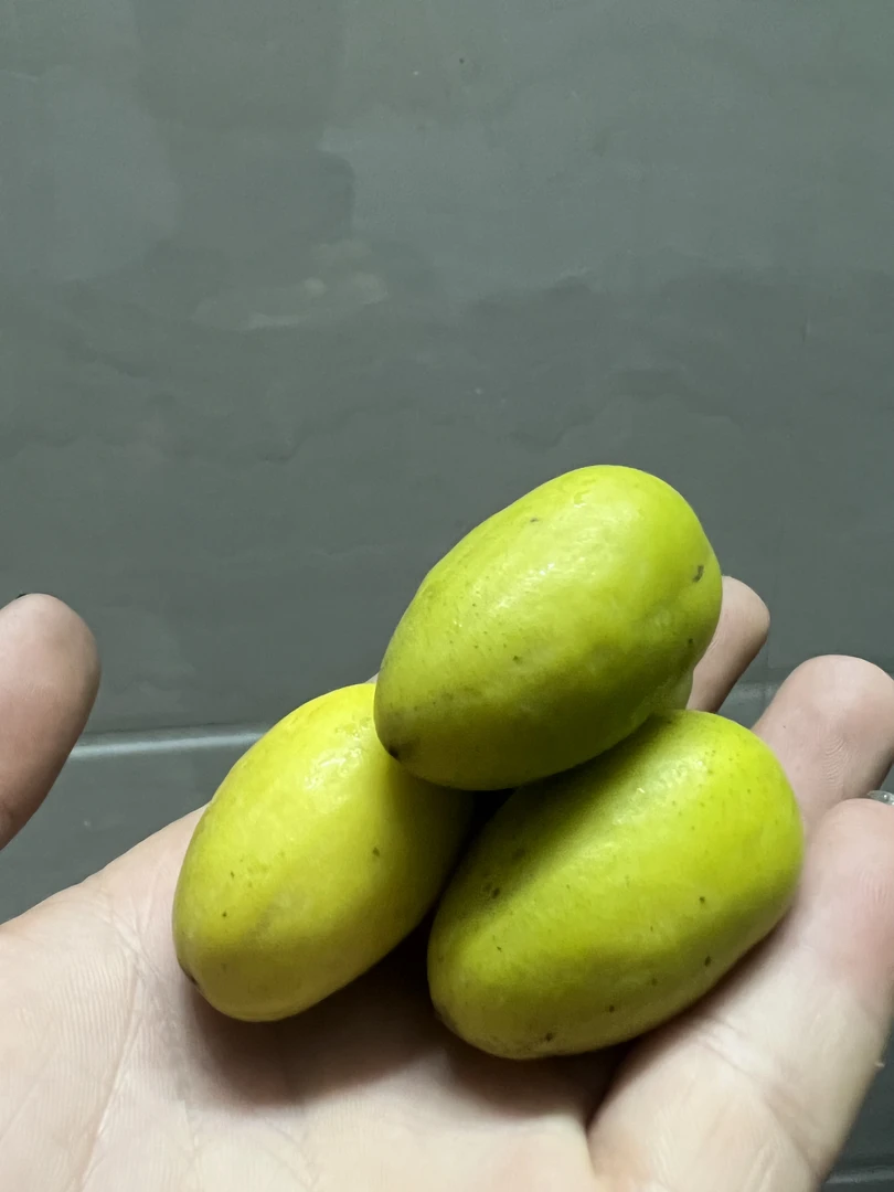 潮汕舍得，金灶甜种橄榄，入口甘香甜回甘一斤袋装