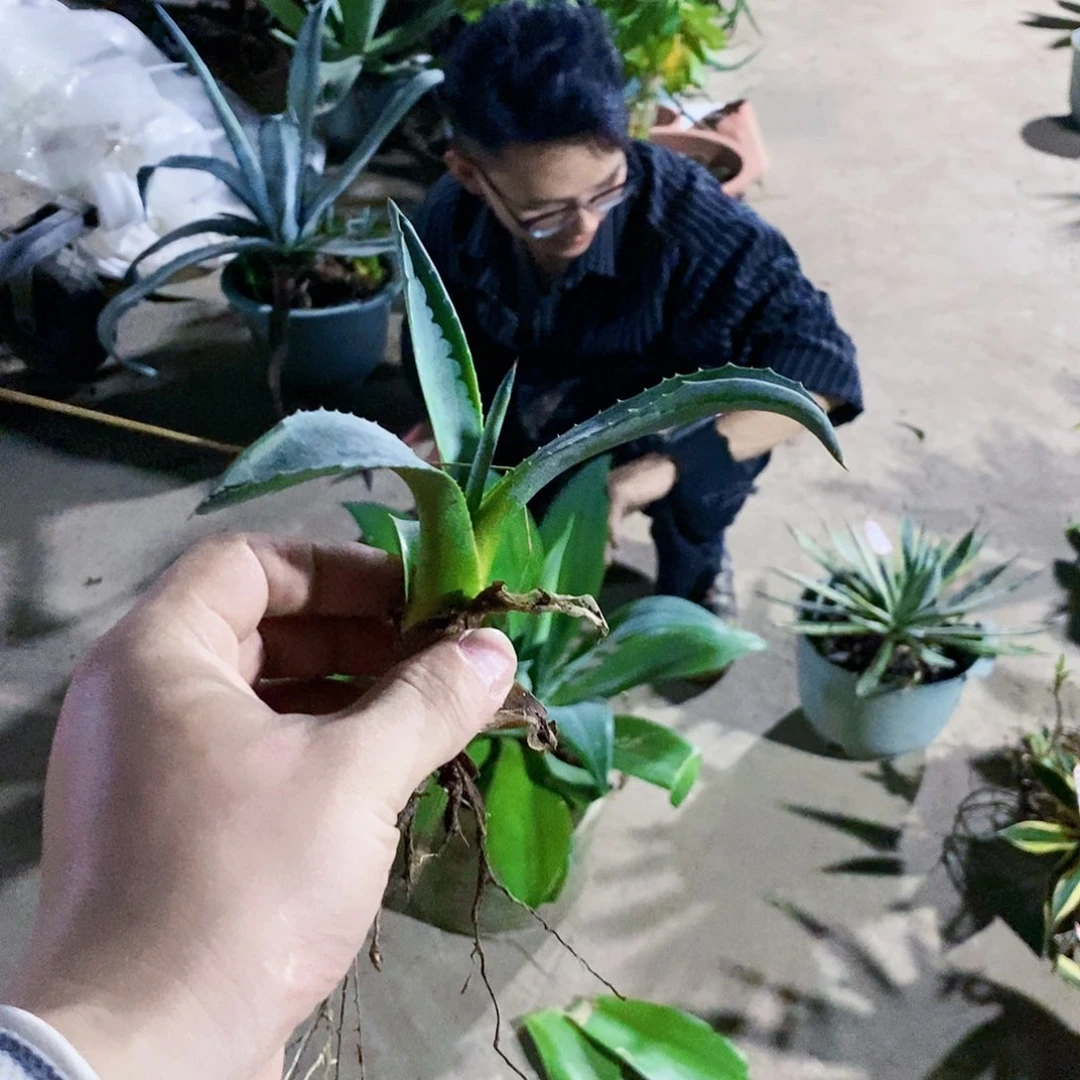 大青龙侧芽一颗000