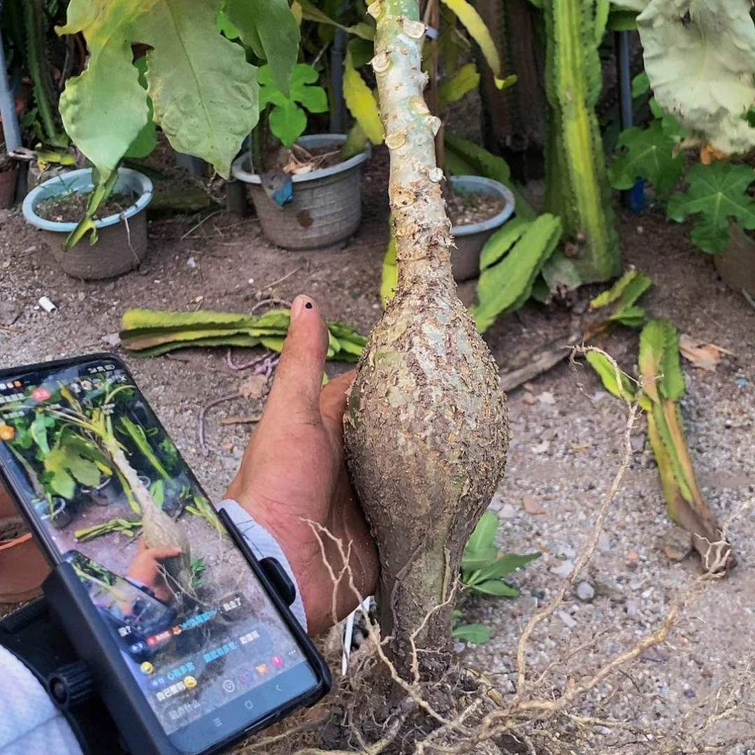 佛肚海棠胸径7公分以上