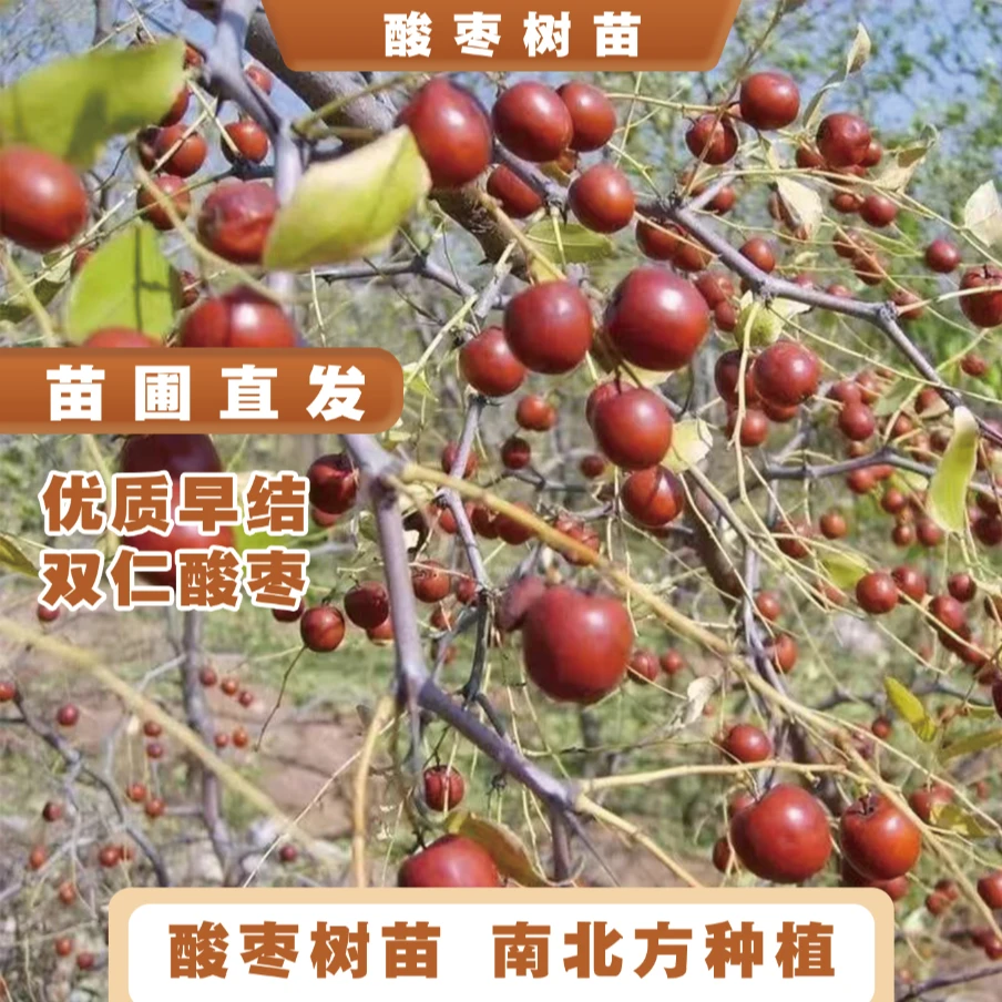 酸枣树苗双仁山枣树苗南北方种植耐寒耐旱盆栽地栽果树苗