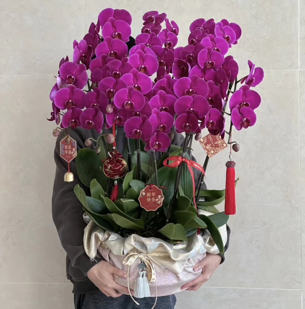 【8株特级大辣椒蝴蝶兰】大辣椒带花发货