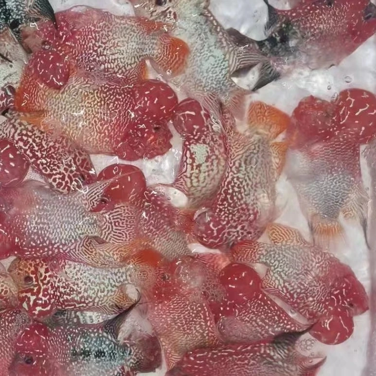 火凤罗汉鱼 直播间为准包路损不包养殖损