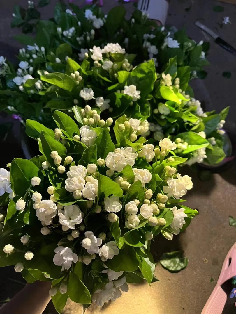 横县白色重瓣茉莉老桩