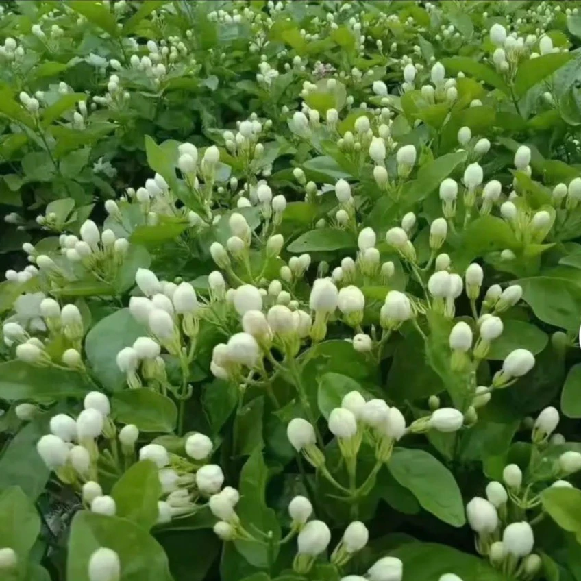 茉莉花老桩开花如期而至