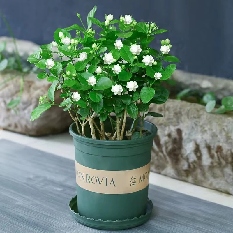 横县茉莉花盆栽老桩带花苞四季开花浓香茉莉花苗植物室内阳台绿植