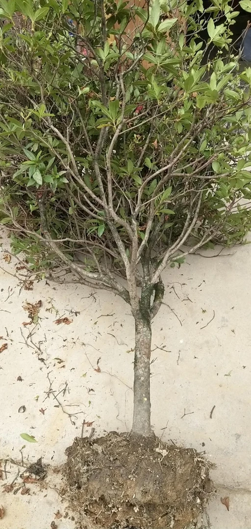 杜鹃花盆景素材直播间一物一拍