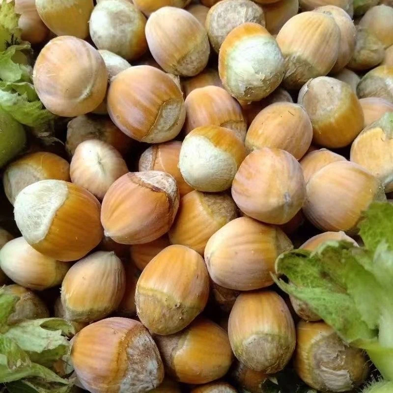 大榛子新货东北特产新鲜脱皮大榛子水仁鲜瓤1斤包邮新鲜到家