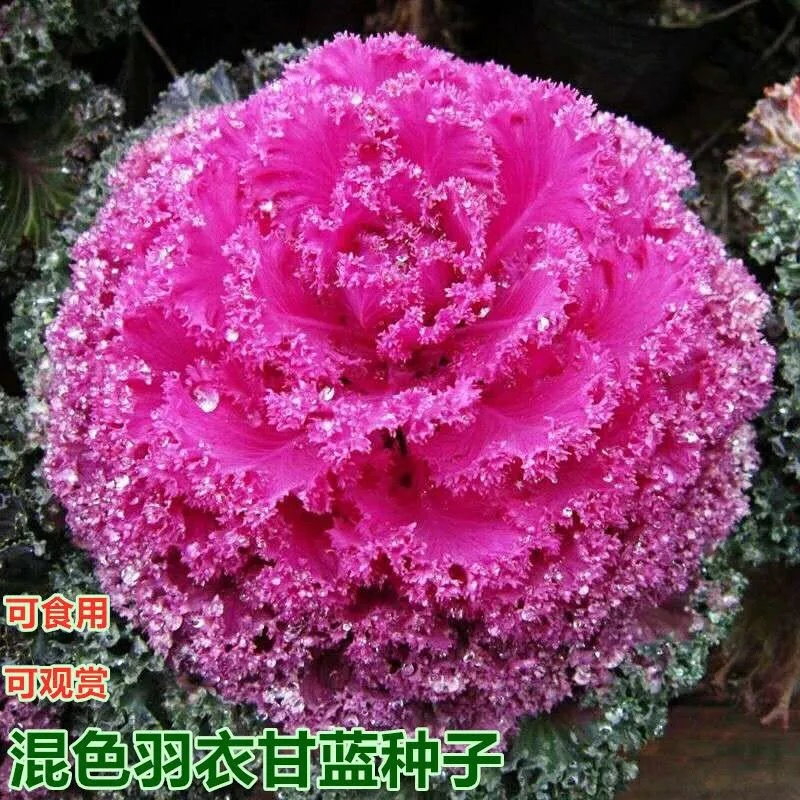 欧洲进口羽衣甘蓝种子羽衣甘蓝苗维塔萨蔬菜种子观赏食用四季盆栽