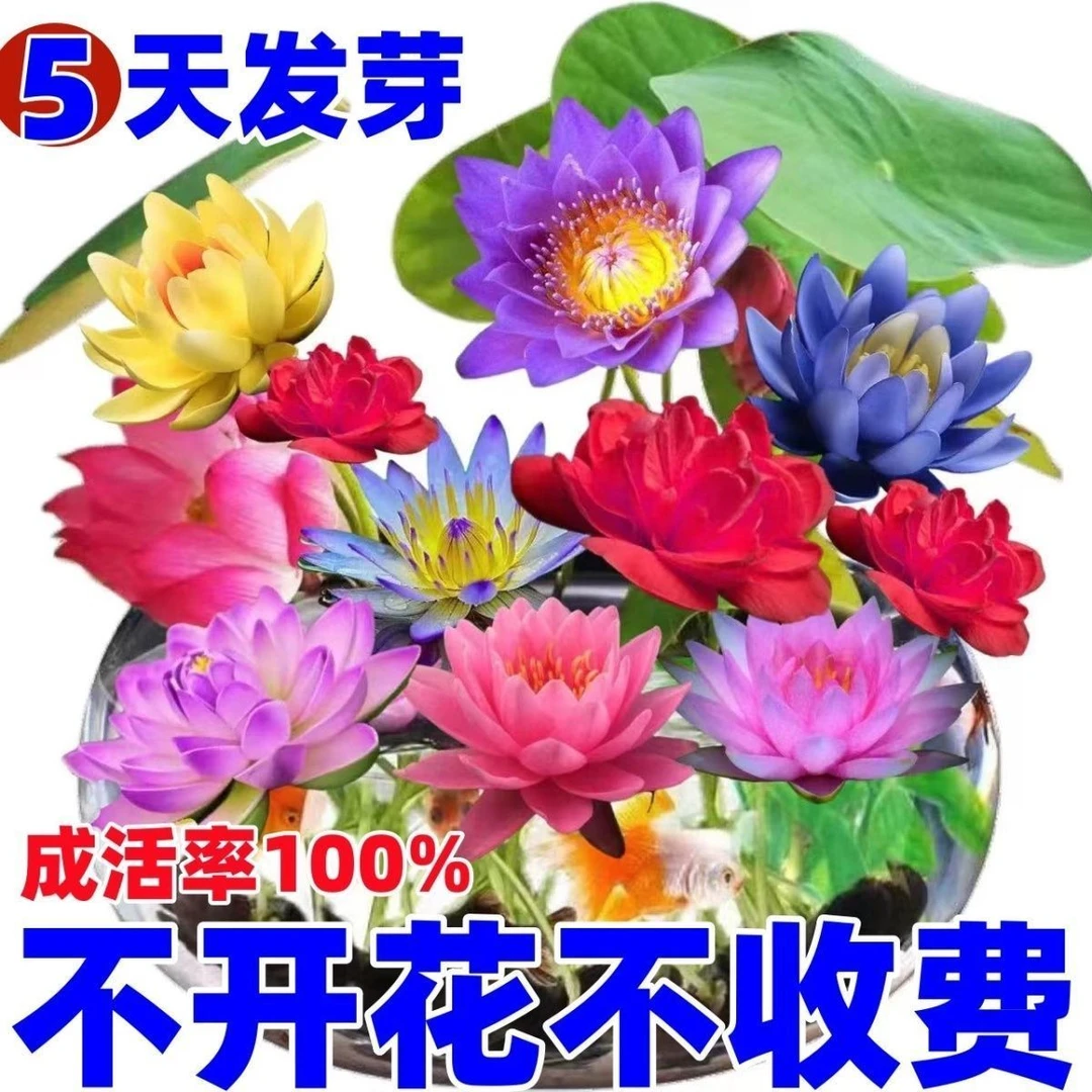 【5天发芽】碗莲种四季开花水培水养绿植碗莲种七彩五颜六色懒人