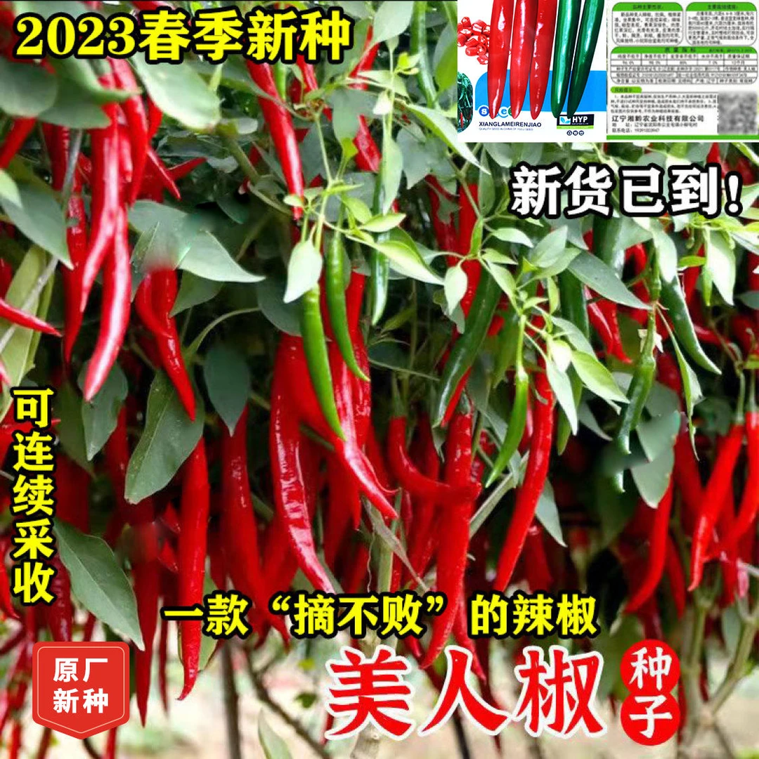 摘不败美人椒种子特色红尖椒长辣椒种子特香辣四季盆栽蔬菜种籽