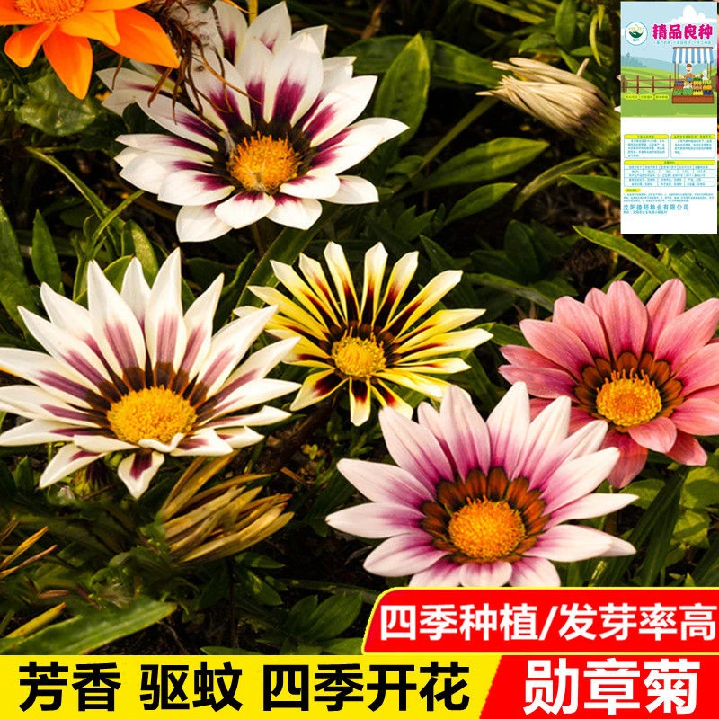 勋章菊花种子四季花种子非洲太阳花菊花阳台庭院盆栽花卉种子易活