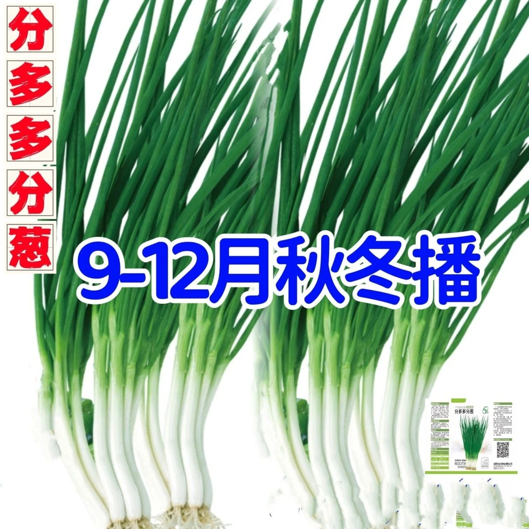 分多多分葱种子四季小香葱籽味浓速生香葱耐热耐寒盆栽庭院香葱籽