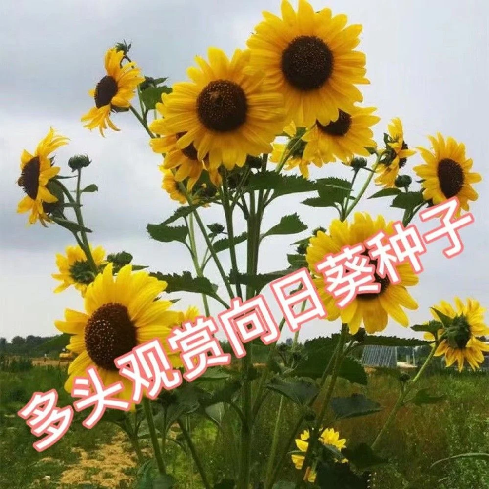 观赏向日葵种子四季播种高矮杆室外阳台食用花店切花油葵盆栽种孑