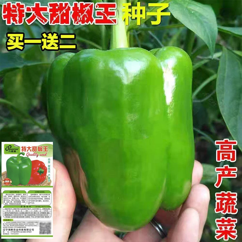 特大甜椒种子甜椒青椒灯笼椒菜椒辣椒种子室内阳台花盆栽蔬菜种子