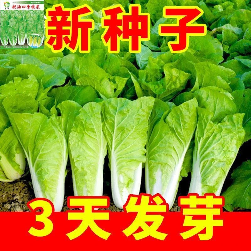 25天速生快菜四季奶油小白菜籽四季阳台易播耐热抗病蔬菜种子大全
