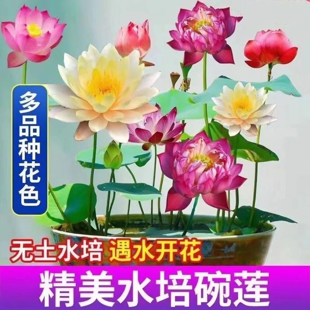 【7天发芽】带盆碗莲种七彩五颜六色水培花卉水养四季荷花种绿植