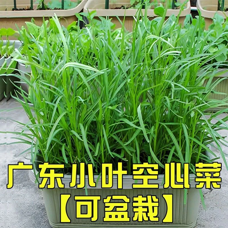 小叶空心菜籽阳台可盆栽柳叶青梗空心菜农田春季蔬菜种子大全批发