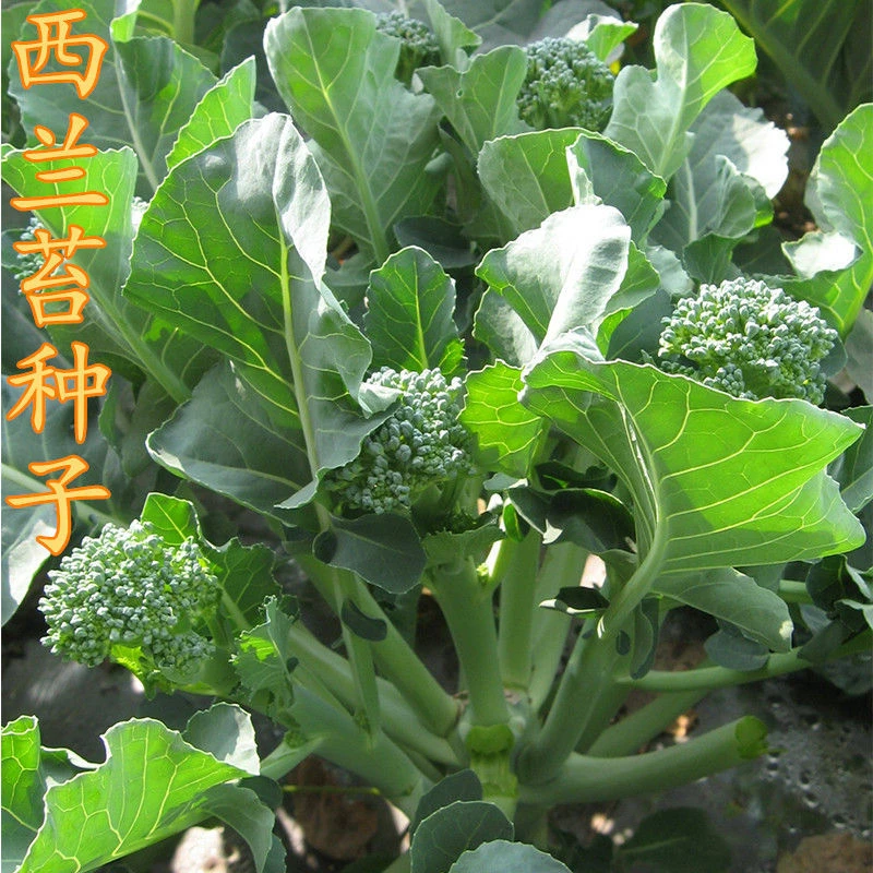 绿西兰苔种子有机西洋芥兰种子长茎小西兰花 芦笋青花笋秀兰芥蓝
