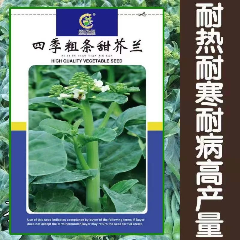 四季粗条甜芥兰种子 广东芥蓝菜种籽 早熟粗条阳台四季播蔬菜种子