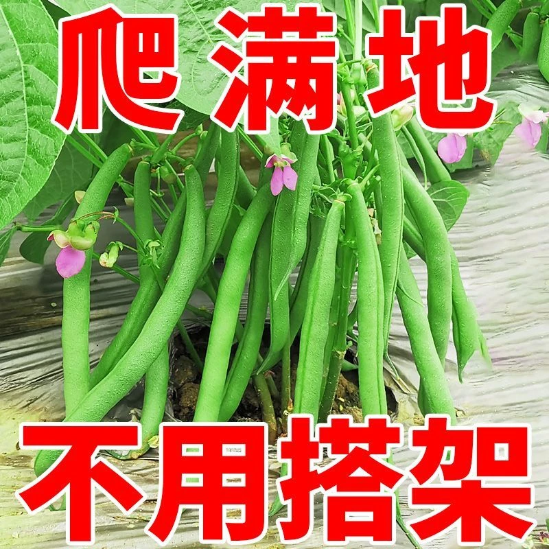 无架四季豆种子四季早熟高产地豆种子春季蔬菜种子大全菜籽蔬菜