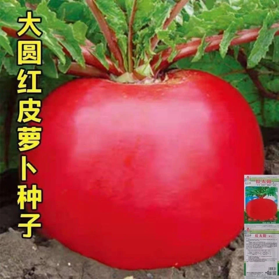 大红圆萝卜种子南北方春夏秋季红皮白心水萝卜籽阳台盆栽蔬菜种子