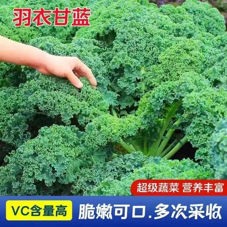 食用羽衣甘蓝种子营养丰富耐寒热四季种高产羽叶甘蓝蔬菜种子大全