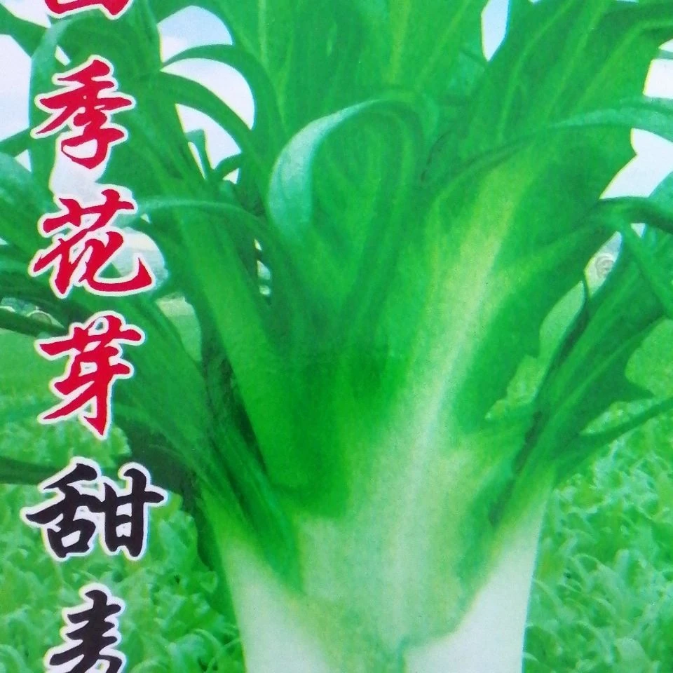 花芽甜麦菜菜籽油麦菜大芽甜麦菜种子四季可播阳台盆栽苦荞麦种子