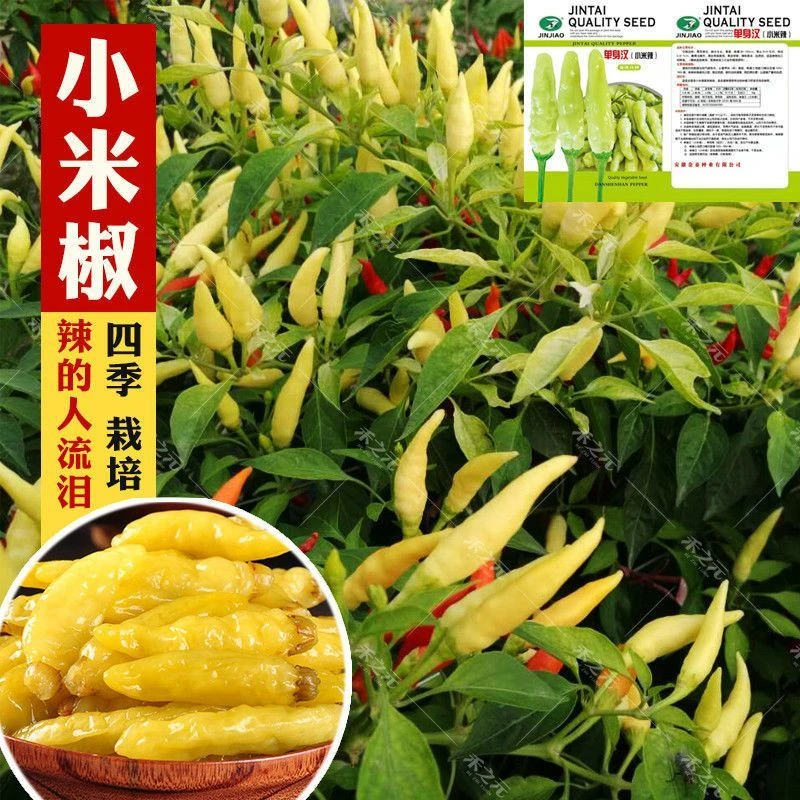 四季特辣小米椒种籽黄色朝天辣椒籽泡椒种子种植特大食用辣椒种子