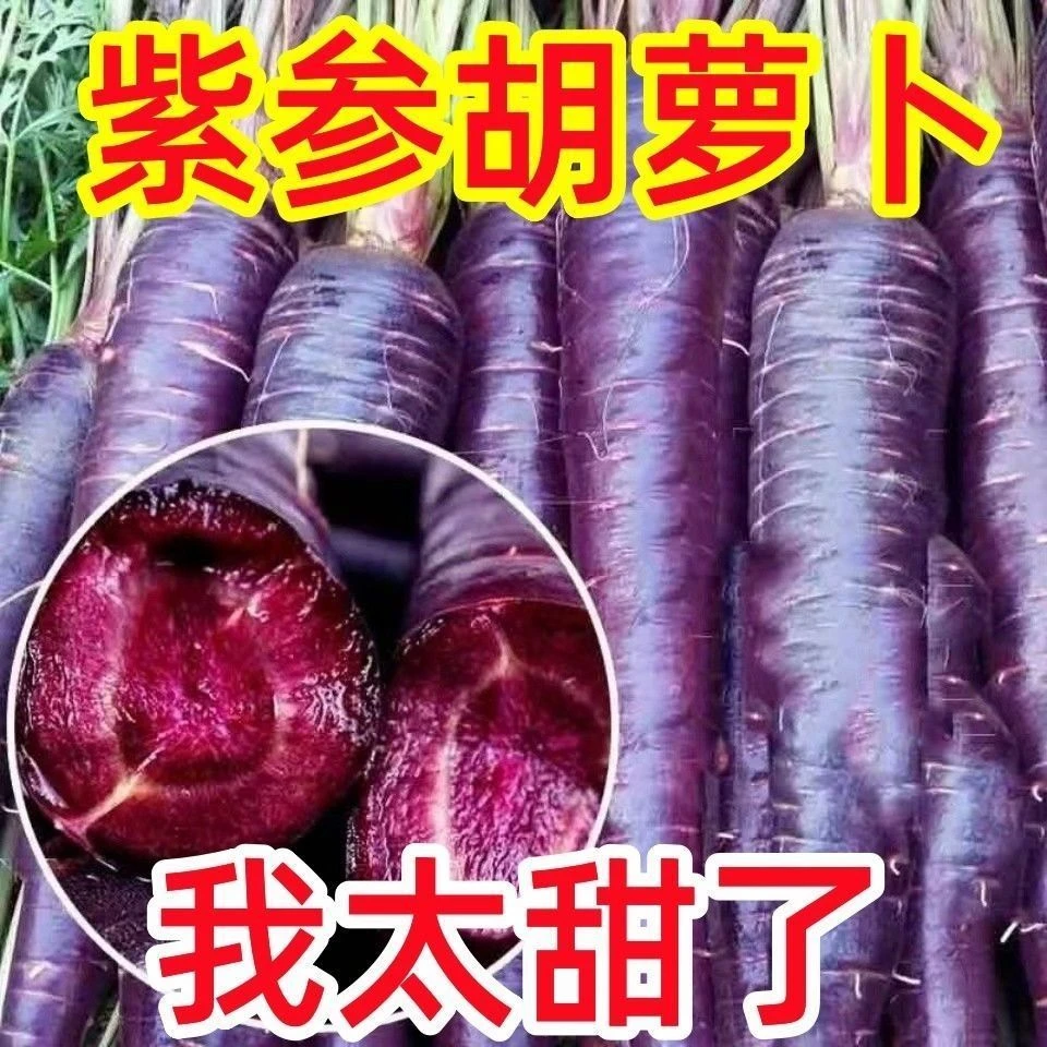 紫色胡萝卜种子高产有机胡萝卜籽紫皮紫心萝卜种子四季水果萝卜籽