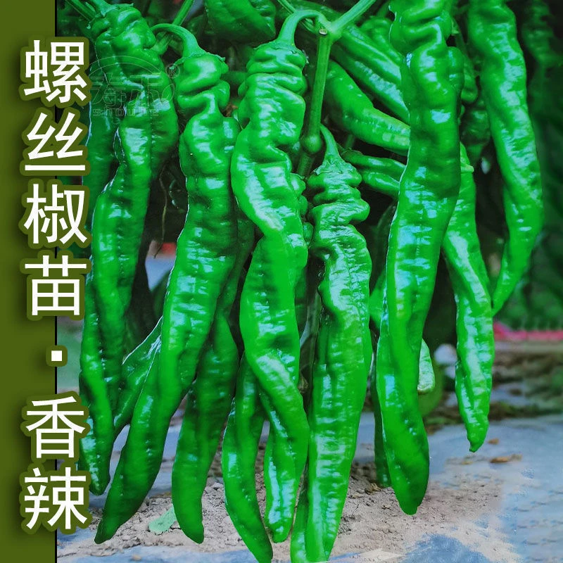 巨型陇椒特大螺丝椒蔬菜籽种子孑苗龙椒辣椒种苗基地四季种植高产