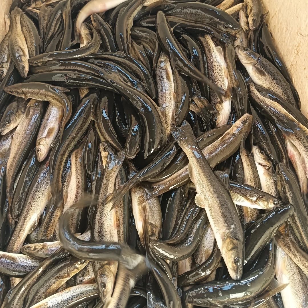 东北冷水大柳根鱼（多种规格）顺丰发货
