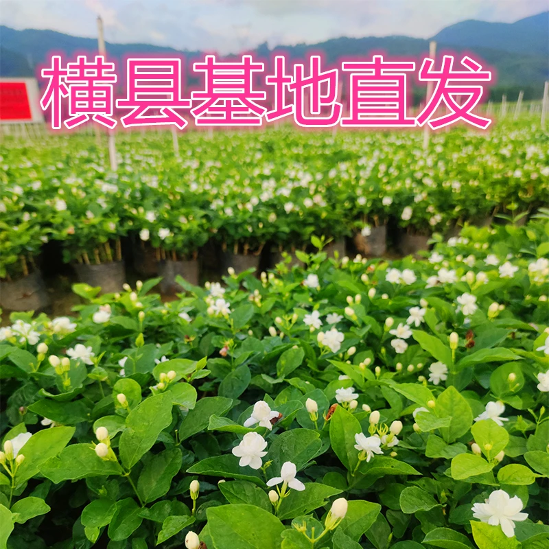 横县茉莉花苗重瓣浓香茉莉花盆栽可室内外种植四季好养活