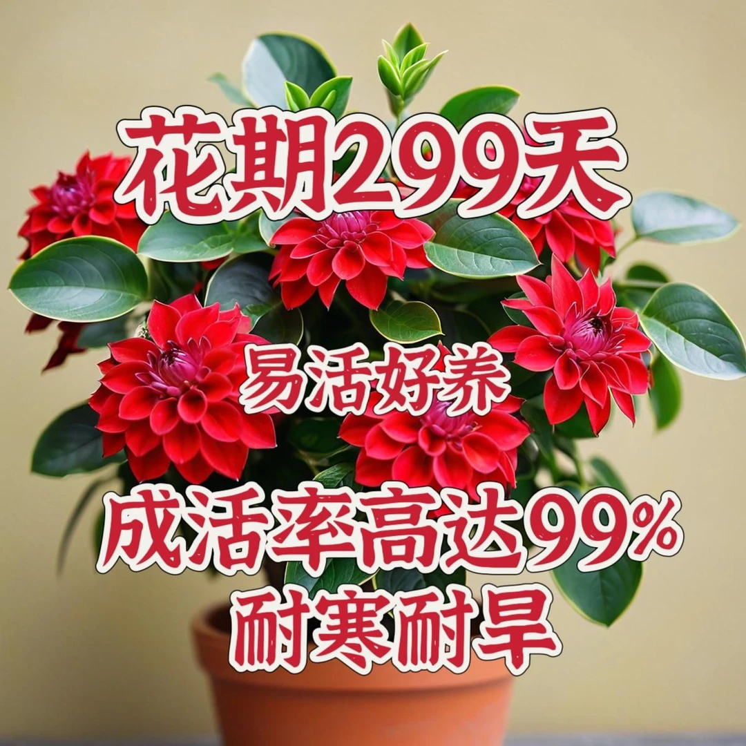 【四季好养】新品耐寒重瓣玉荷花大花球根绿植花卉盆栽桌面好养