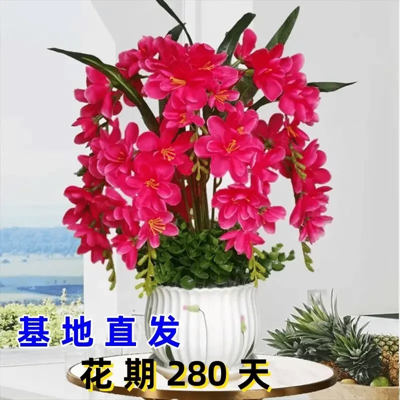 浓香型香兰花驱蚊盆栽多头植物驱虫花食虫植物驱蚊草植物花卉花色