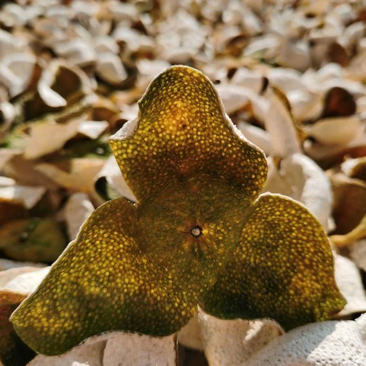 2023年驳枝二红皮/13年树（新会陈皮）