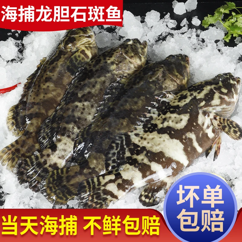 （冬）【650-750克/条】湛江深海海捕珍珠龙胆石斑鱼老虎斑鲜活速冻