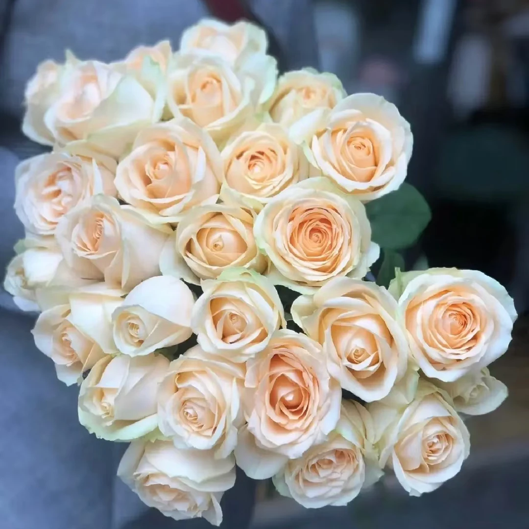 【蜜桃雪山】云南鲜花