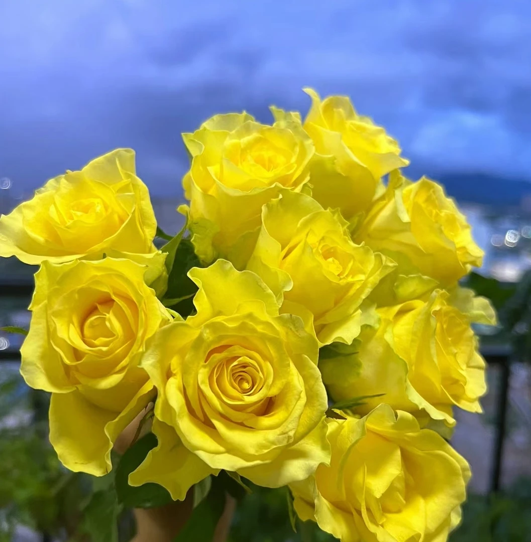 【浪漫沙滩】云南鲜花（全场任意两单及以上包邮）