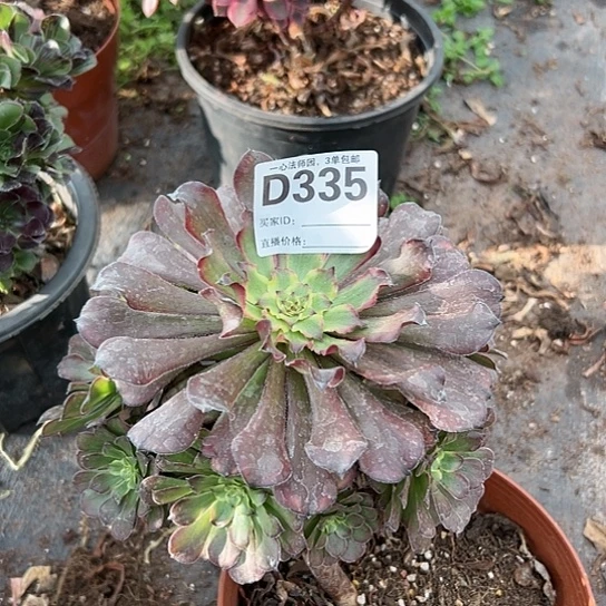 D335多肉植物法师
