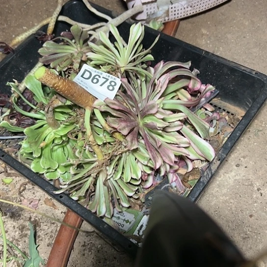 高*D678多肉植物、毒耀