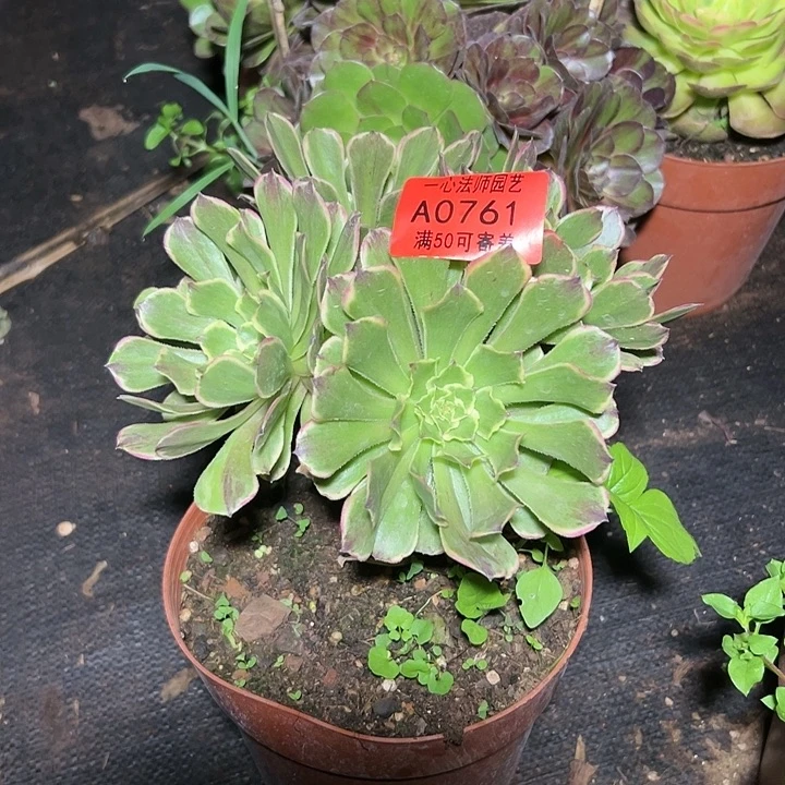 白****茶A0761多肉植物、水粉