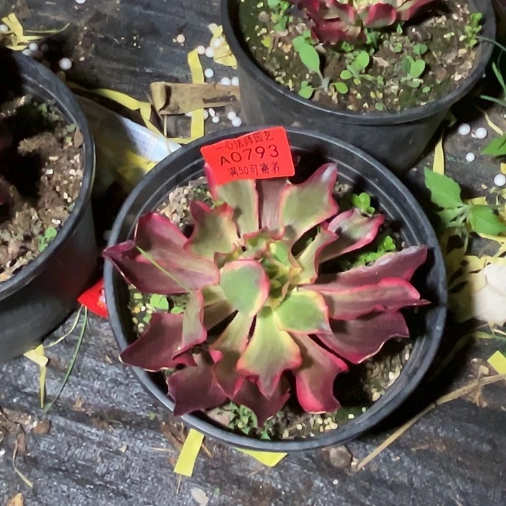 影*A0793多肉植物魅影发货