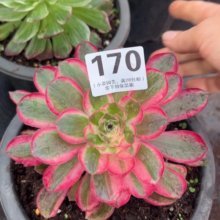 170多肉植物孔雀翎