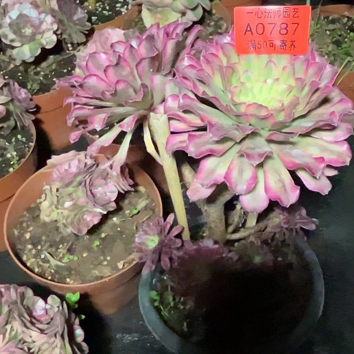 ?*?A0787多肉植物仙墨寄养