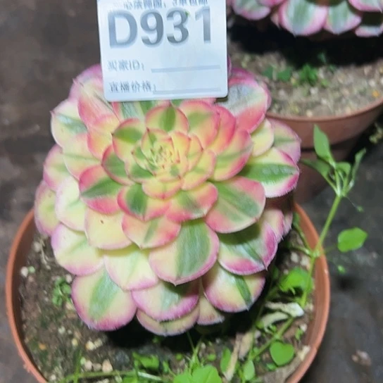 D931多肉植物法师